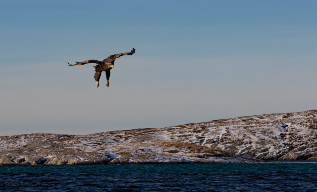 Seeadler auf Beutefang in den Schären vor Bodø. Aufgenommen während einer Seeadlersafari mit einem Powerrib.